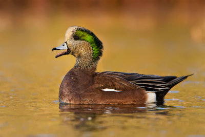 wigeon-drake-calls-2.jpg