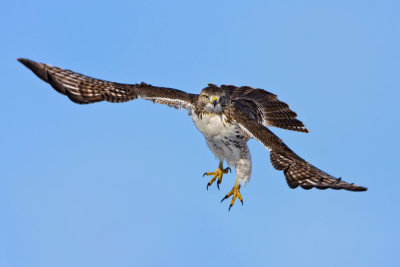 redtail-hawk-jumper.jpg