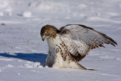 redtail-on-prey.jpg