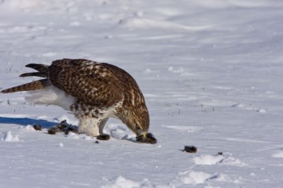 redtail-hawk-eats-prey.jpg