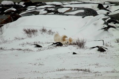 Polar Bears - Churchill 2010