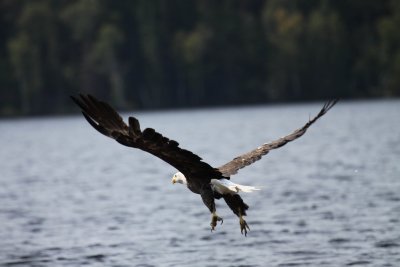Bald Eagles of Cache Lake, ON