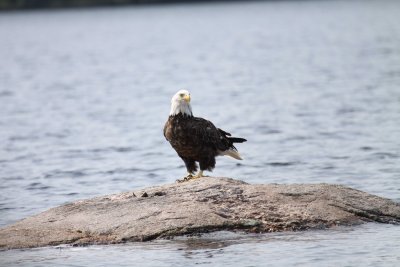 Bald Eagle