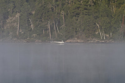 Early morning mist
