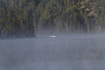 Early morning mist