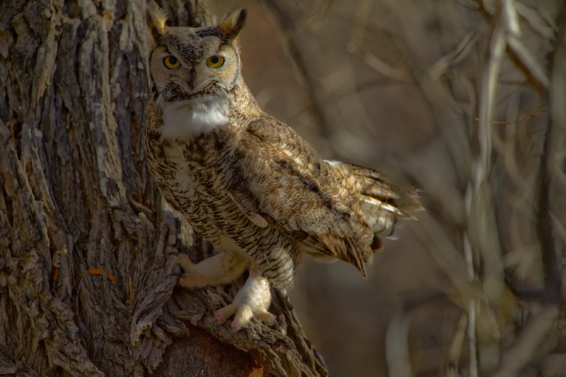 Great Horned Owl in winter