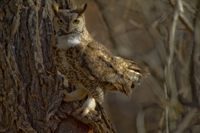 Great Horned Owl in Butterbredt Springs