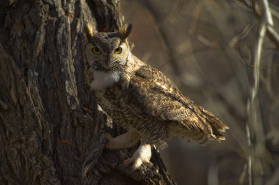 Great Horned Owl