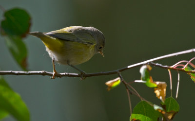 Migrating Fall Warblers