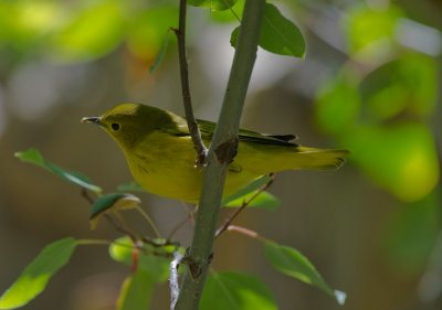 Migrating Fall Warblers