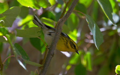 Migrating Fall Warblers