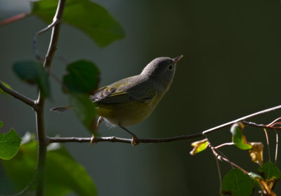 Migrating Fall Warblers