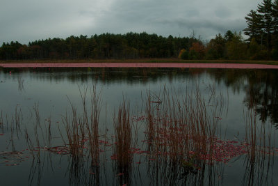 A neat and tidy cranberry bog
