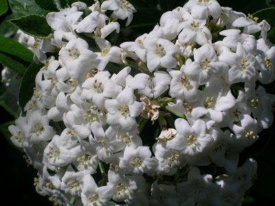 Fragrant Viburnum 2012 07 28_0454.jpg