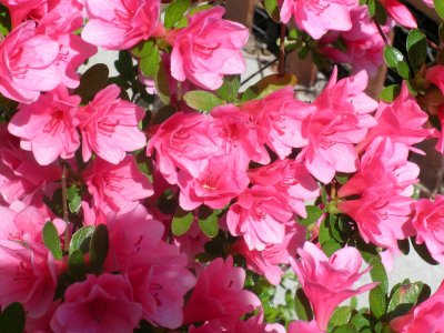 Pink Azaleas 2012 07 28_0452.jpg