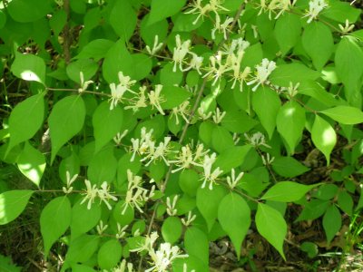Wild Honeysuckle 2012 07 28_0444.jpg