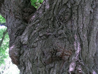 Texture 2 2012 07 28_0414.jpg