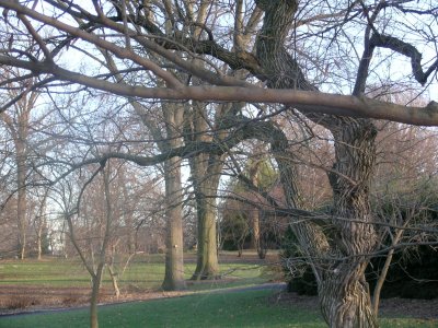 Twisted Tree.jpg