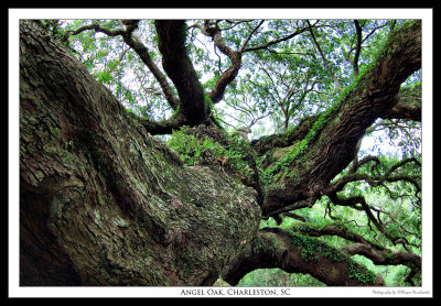 Angel Oak, Charleston, SC