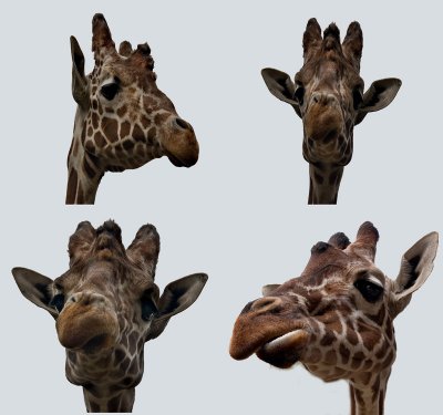 girafs1.jpg