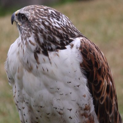 FerruginousHawk.jpg