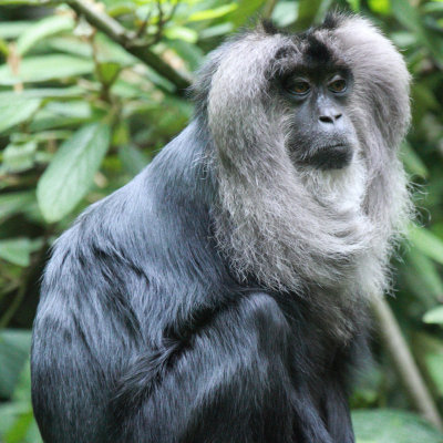 LionTailedMacaque.jpg