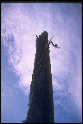 Yacolt burn giant