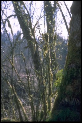 Spring in the woods