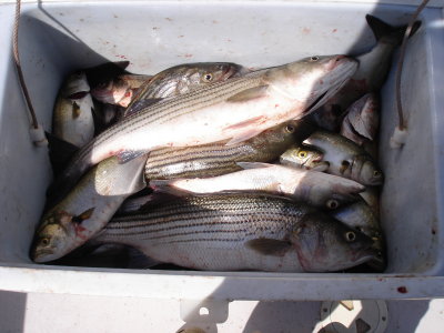 9/17 Fishing Report