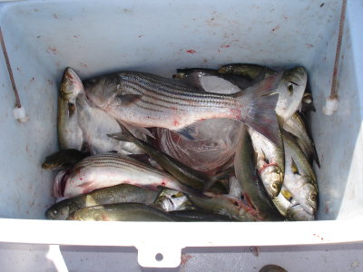 10/12/2008 Damiano Charter