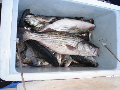 11/1/2008 Cho Charter Fishing Report