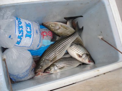 11/4/2008 Ball Charter nice box of fall Stripers