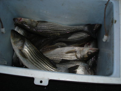 2008 Summer Season - Chesapeake Bay Fishing with Down Time Charters