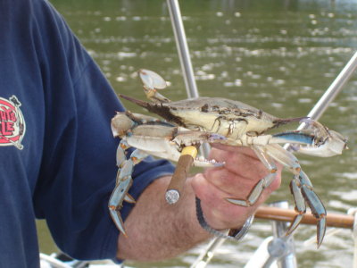 Magothy River Crabs