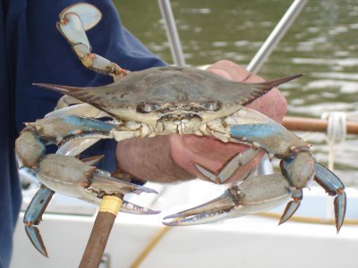 Magothy River Crabs