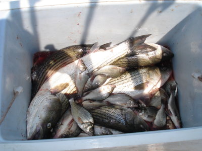 7/1/2009 MacAfee Charter - Limited out on Stripers and Perch & Spot