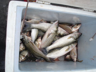 7/20/2009 Batz Charter - Mixed limit of Stripers with blues, perch, spot and croakers