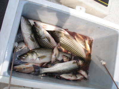 8/10/2009 Kreiner charter - Limited out on stripers and box of perch