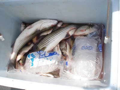 8/11/2009 Roscoe Charter Hot days slow pick on stripers.. lots of big perch