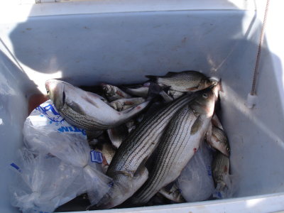 9/13/2009 Coley Charter - Box full of Perch