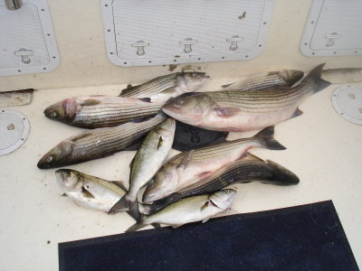 10/2/2009 Boyd Kowal Charters - Limited out on some nice Stripers