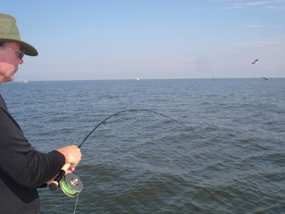10/3/2009 Fly Fishing on Breaking fish