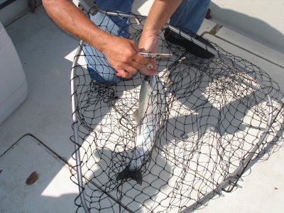 Rainbows/Steelhead -  Fishing at Lake Ontario