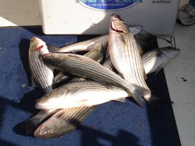 11/8/2010 Dorsey Family Charter - Nice Limit on Late Fall Stripers