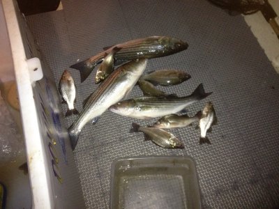 2012-10-08 19:15 Nice fish caught at dark