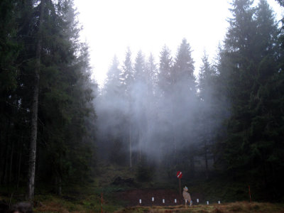 Krutrk i skogen