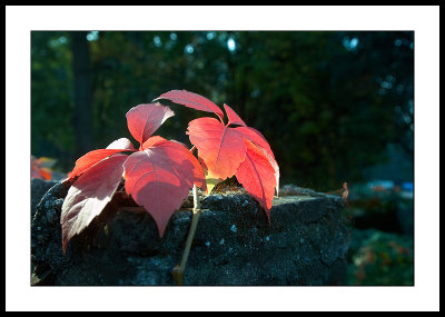 Red leaves