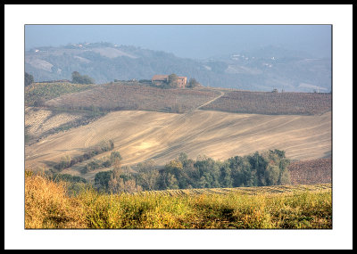Lombardy fields