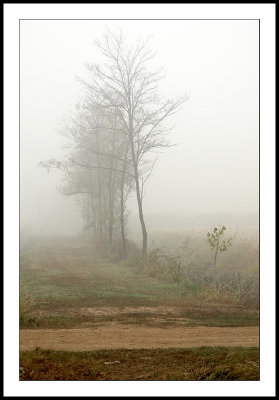 Misty tree