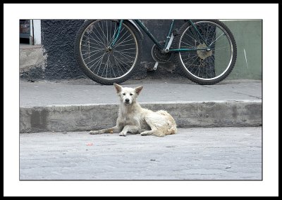 Street dog